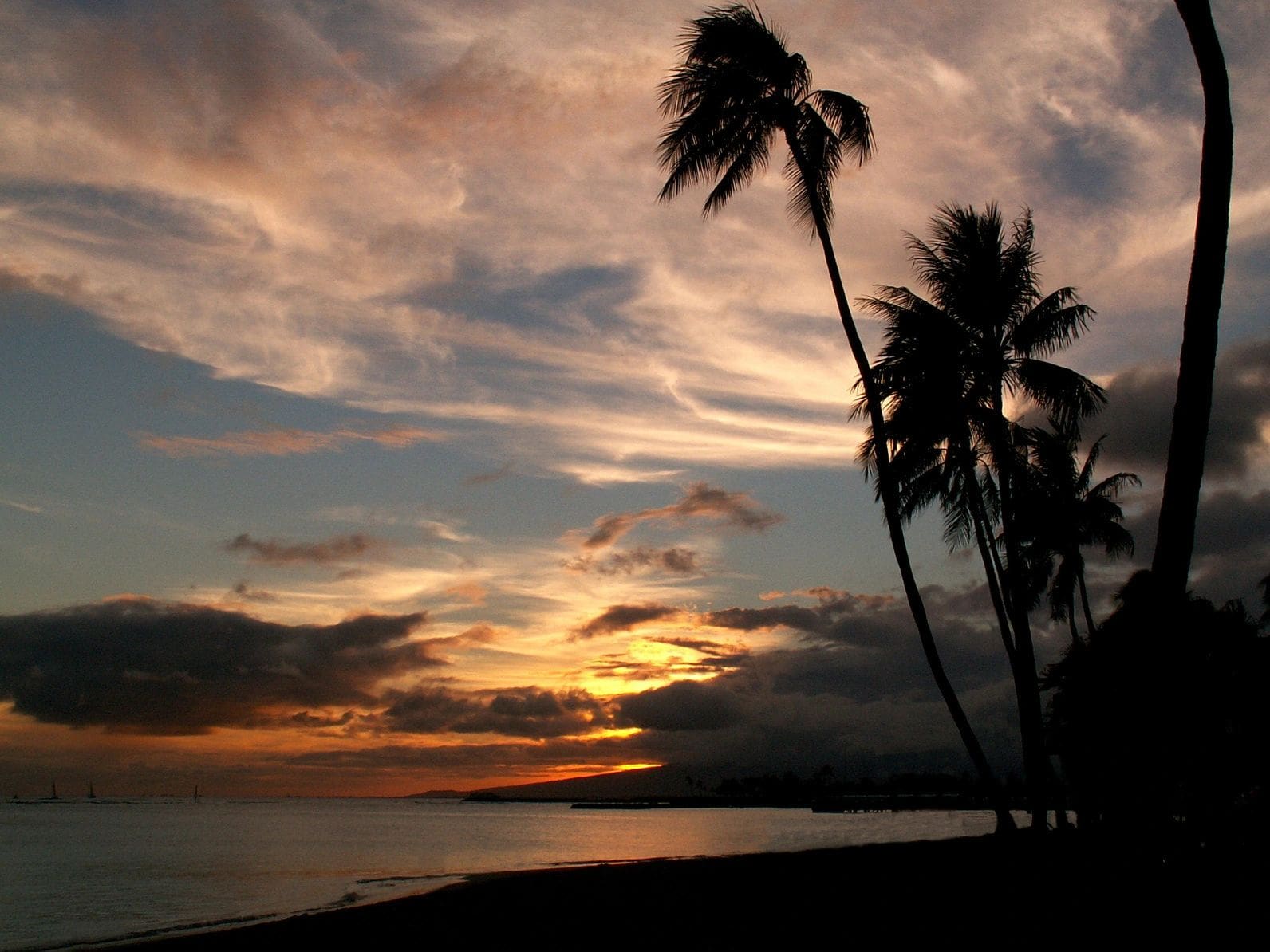 A sunset with palm trees and the ocean in the background.